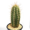 A tall Echinopsis terscheckii cactus with a green stem and long yellowish spines in a black pot filled with light gravel on white background.