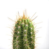 Close-up of Echinopsis terscheckii cactus featuring long yellowish spines on a green surface, displayed against a white background.
