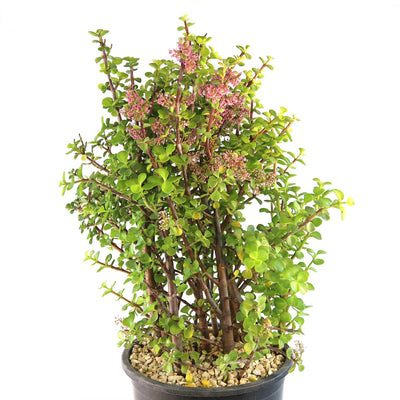 Elephant Bush - Portulacaria afra