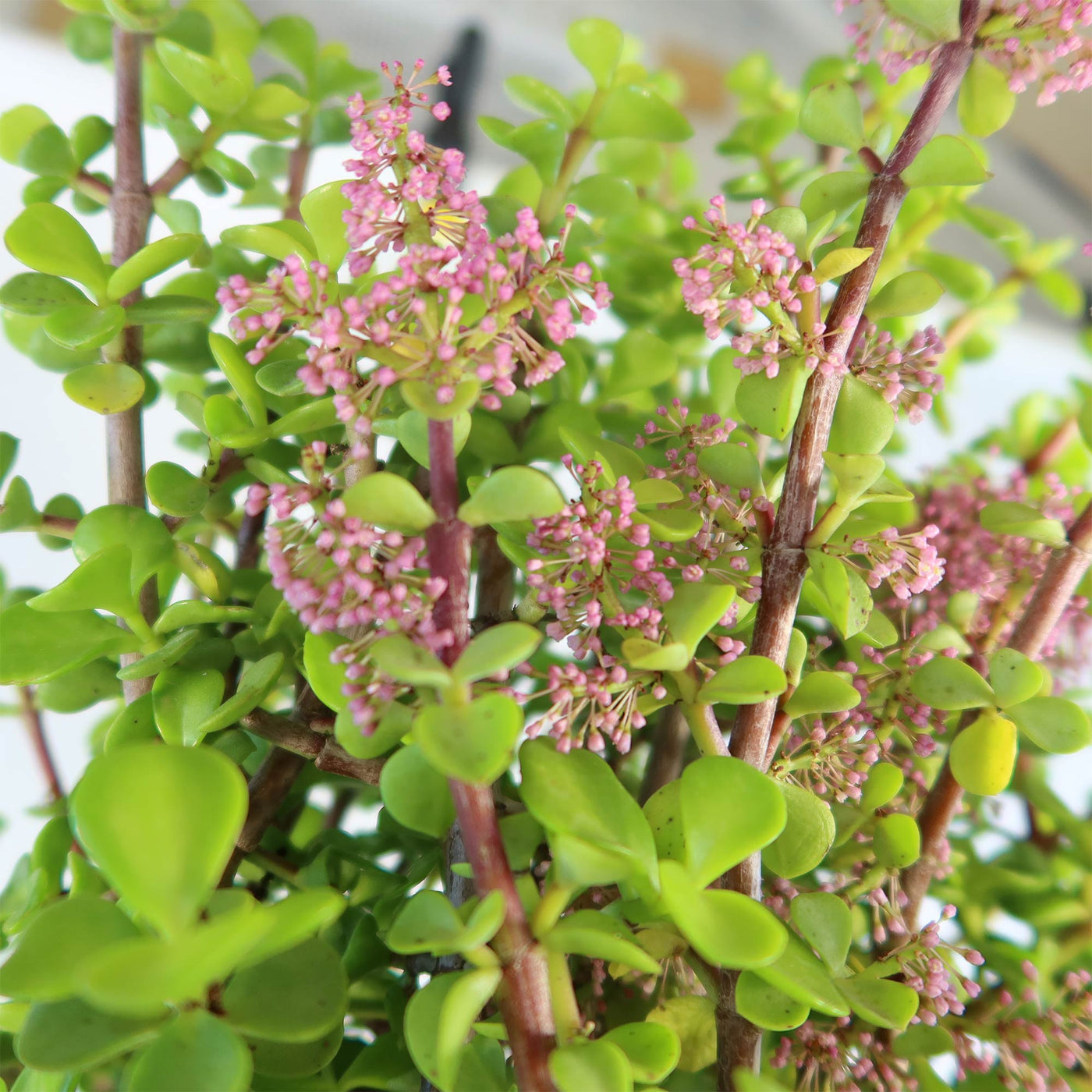 portulacaria afra vs jade plant Shop 'Elephant bush - Portulacaria afra' Care and Info