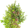 Elephant Bush - Portulacaria afra