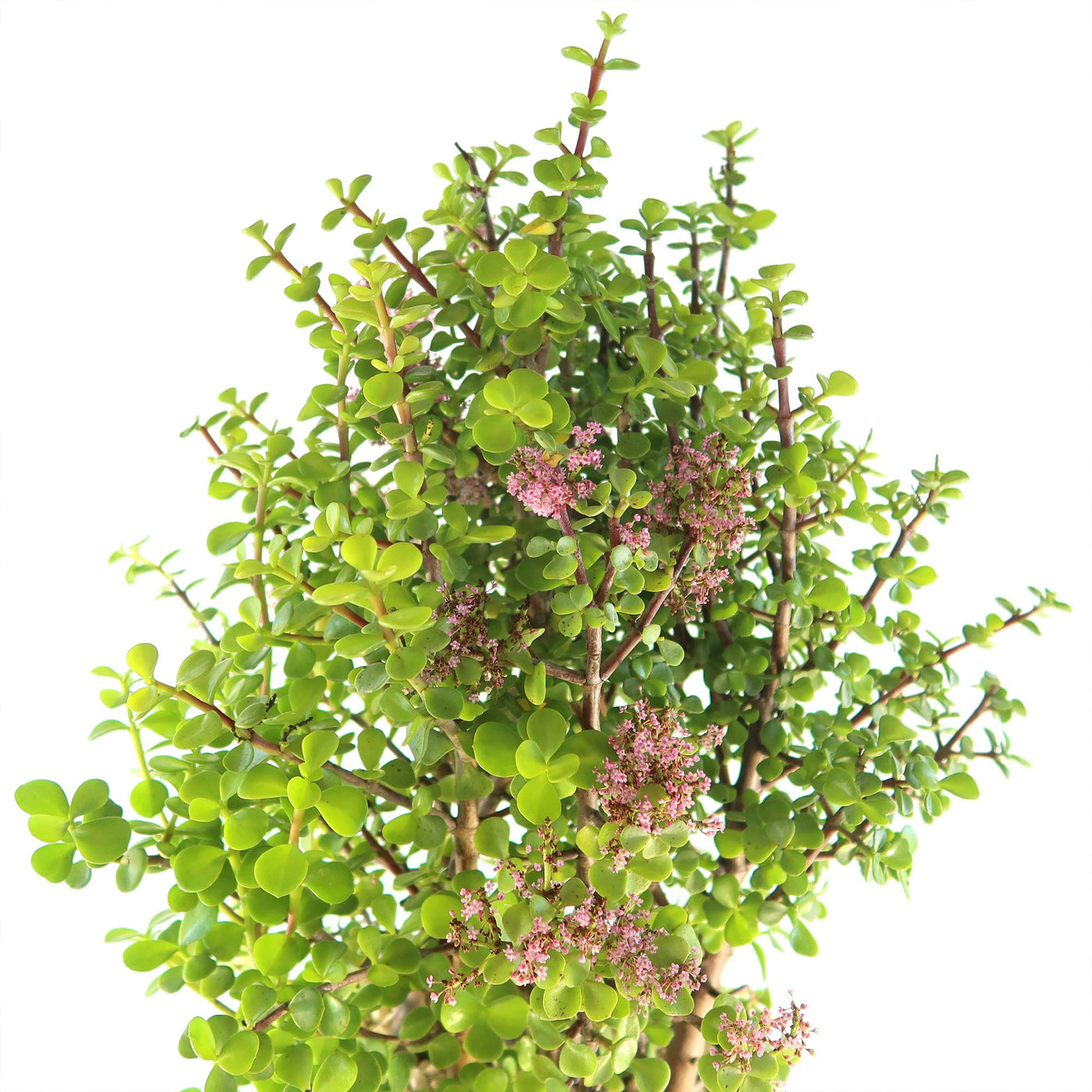 portulacaria afra minima care Elephant Bush