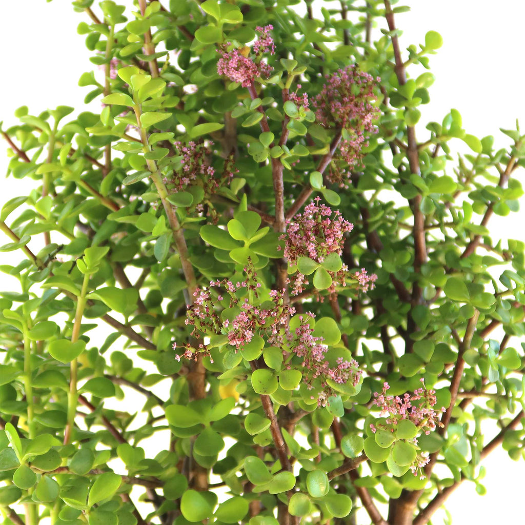 Elephant Bush - Portulacaria afra