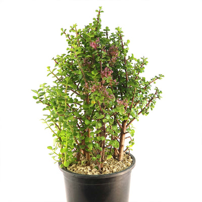 Elephant Bush - Portulacaria afra