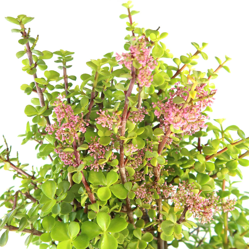 Elephant Bush - Portulacaria afra