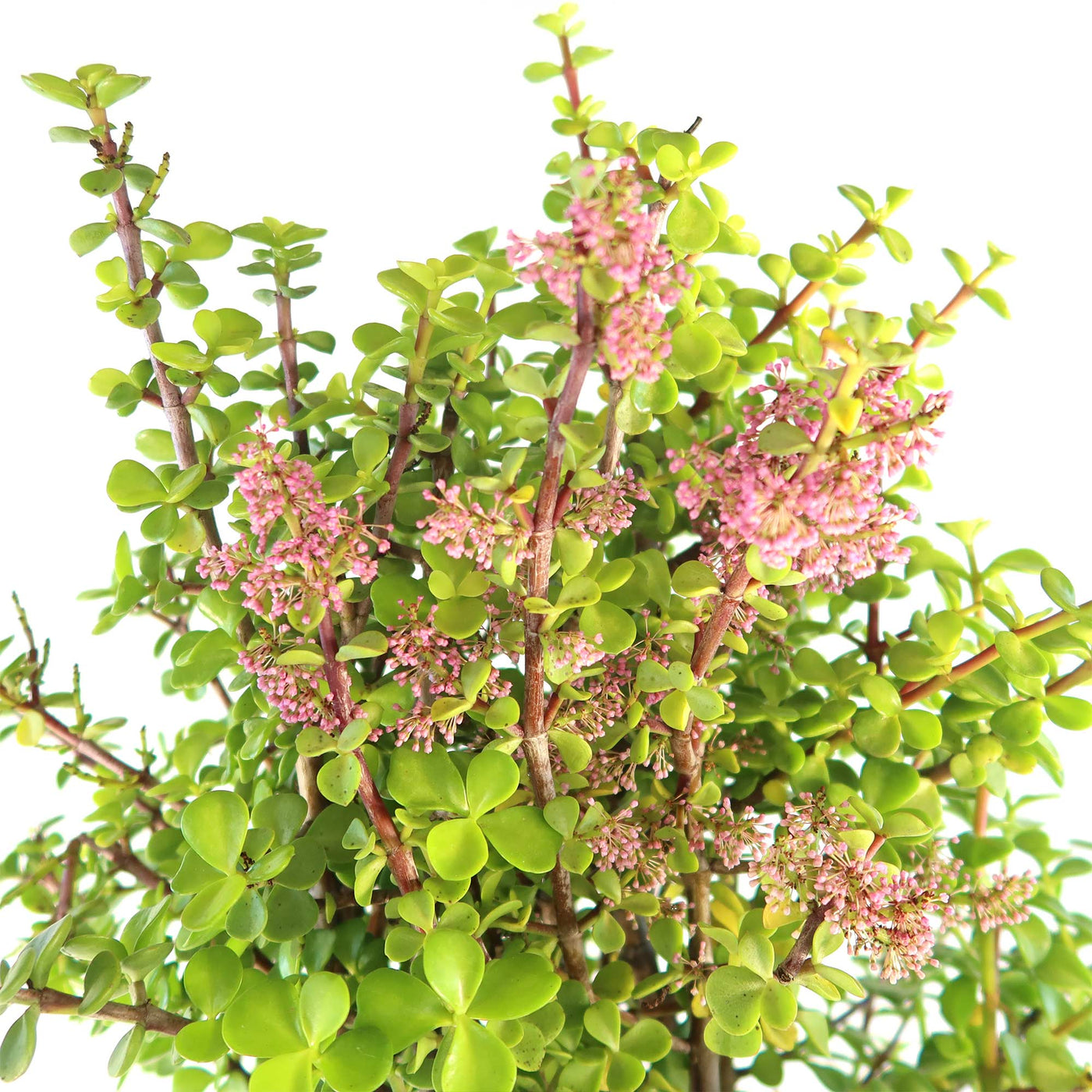 Elephant Bush - Portulacaria afra