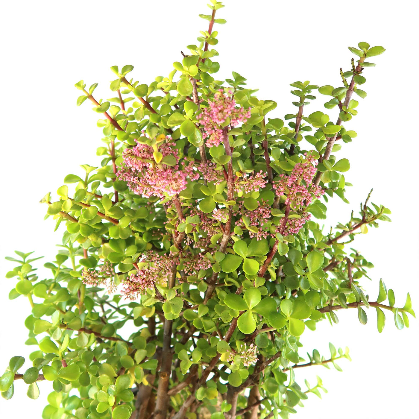 Elephant Bush - Portulacaria afra