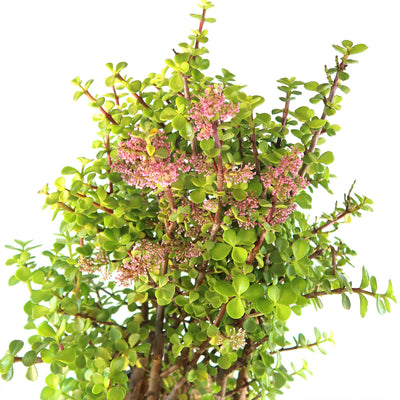 Elephant Bush - Portulacaria afra