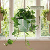 Golden Pothos ‘Epipremnum aureum’