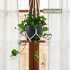 Golden Pothos ‘Epipremnum aureum’