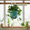 Golden Pothos ‘Epipremnum aureum’