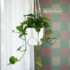 Golden Pothos ‘Epipremnum aureum’