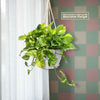 Pothos Patricio Plant - Epipremnum aureum &