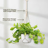 Pothos Patricio Plant - Epipremnum aureum &