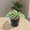 Satin Pothos &