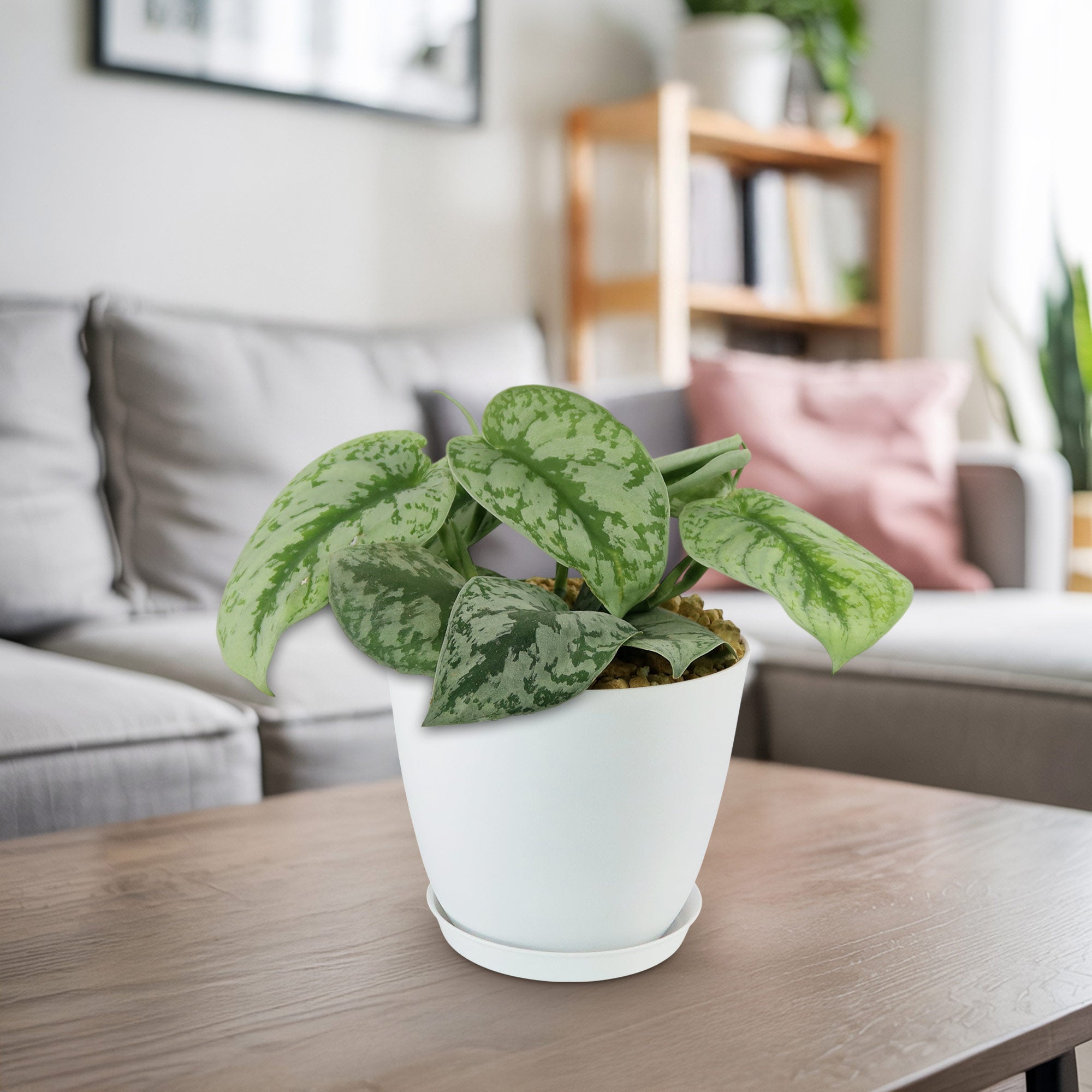 Satin Pothos 'Scindapsus pictus'