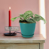 Satin Pothos &