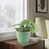 Satin Pothos &