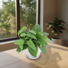 Cebu Blue Pothos Plant - Epipremnum pinnatum ‘Cebu Blue’