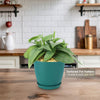Cebu Blue Pothos Plant - Epipremnum pinnatum ‘Cebu Blue’