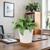Cebu Blue Pothos Plant - Epipremnum pinnatum ‘Cebu Blue’