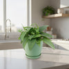 Cebu Blue Pothos Plant - Epipremnum pinnatum ‘Cebu Blue’