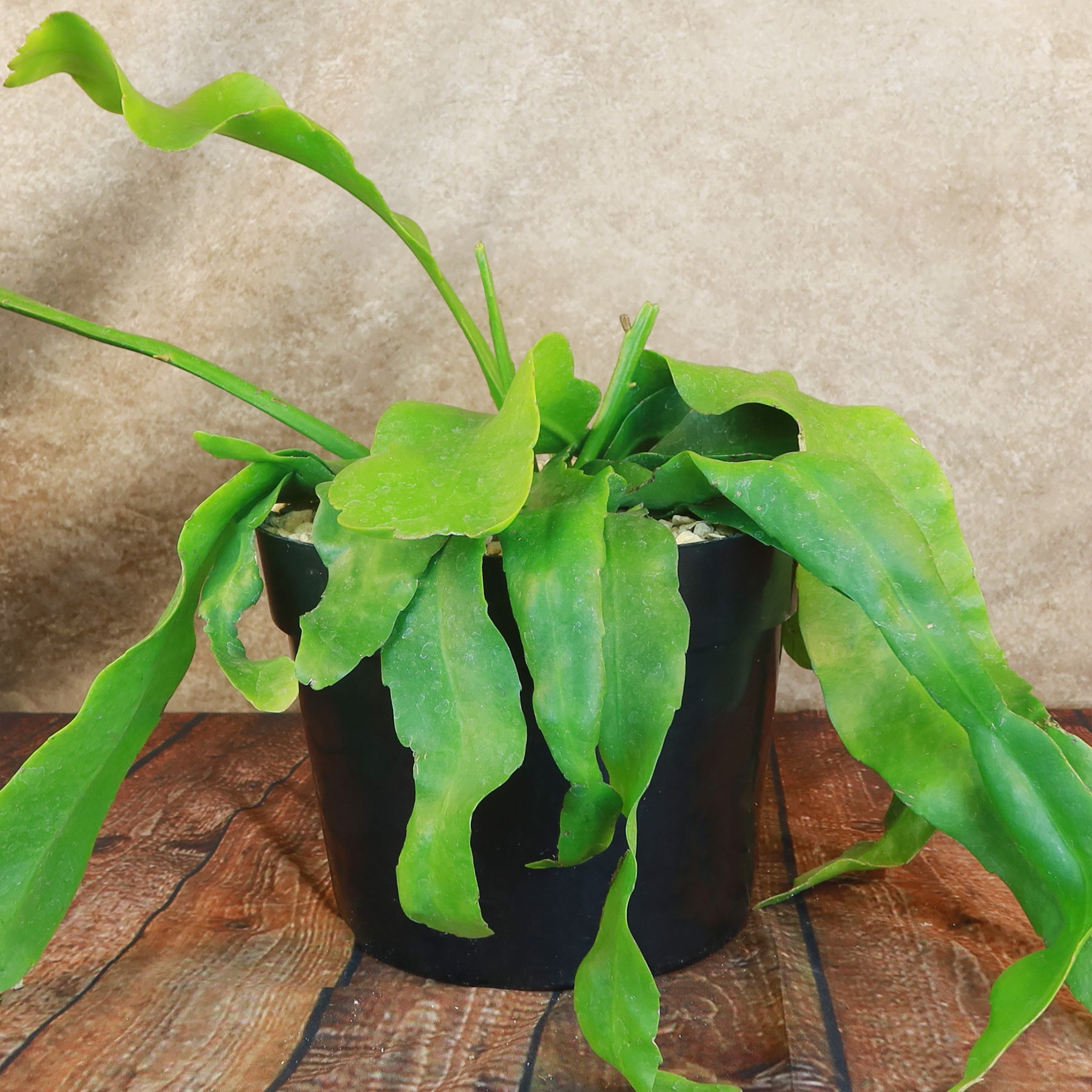queen of the night indoor plant Shop 'Queen of the Night – Epiphyllum oxypetalum' Care & Growing Guide