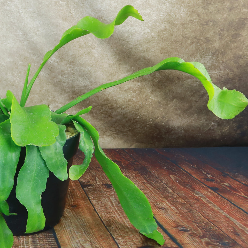 Queen of the Night ‘Epiphyllum oxypetalum’