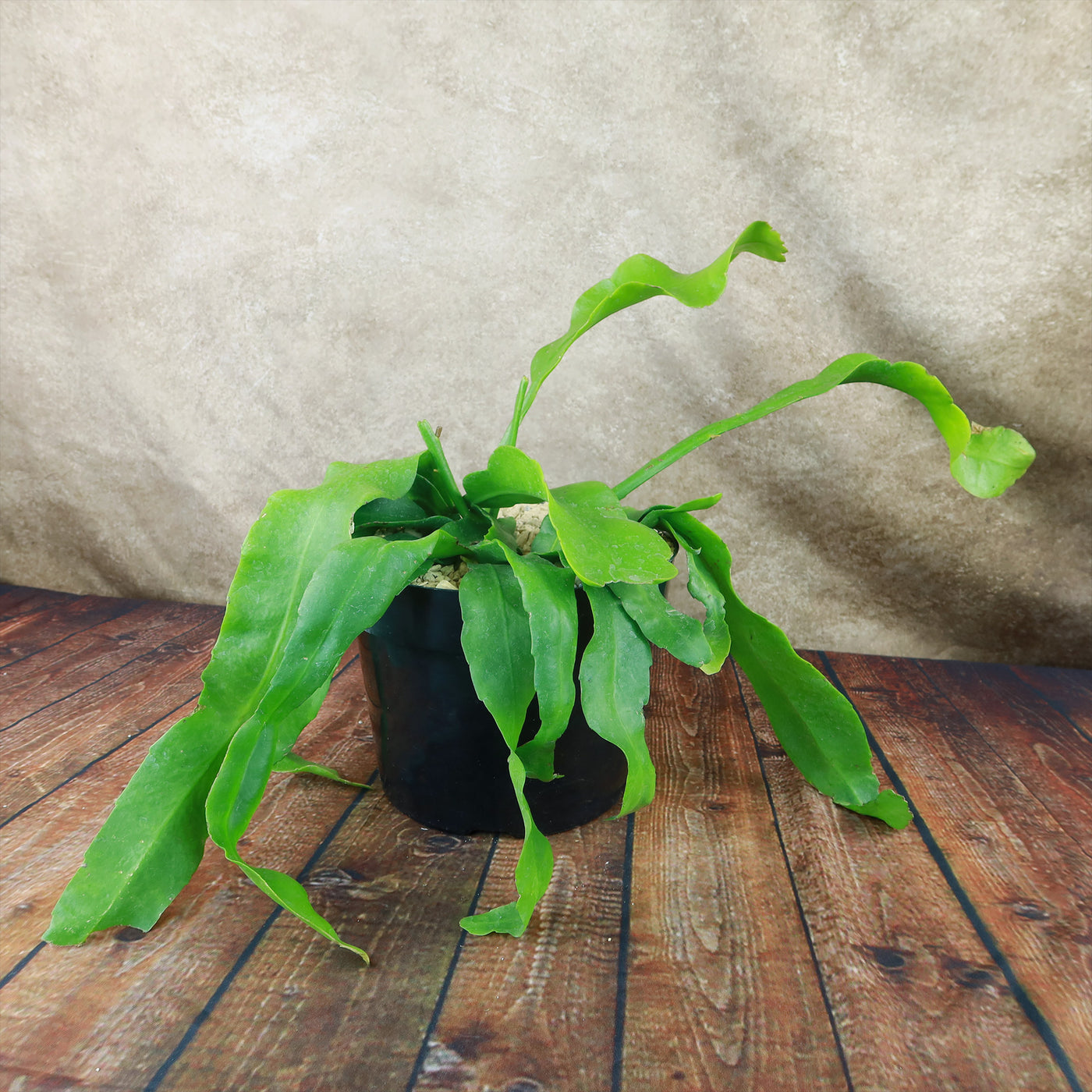 queen of the night succulent Shop 'Queen of the Night – Epiphyllum oxypetalum' Care & Growing Guide