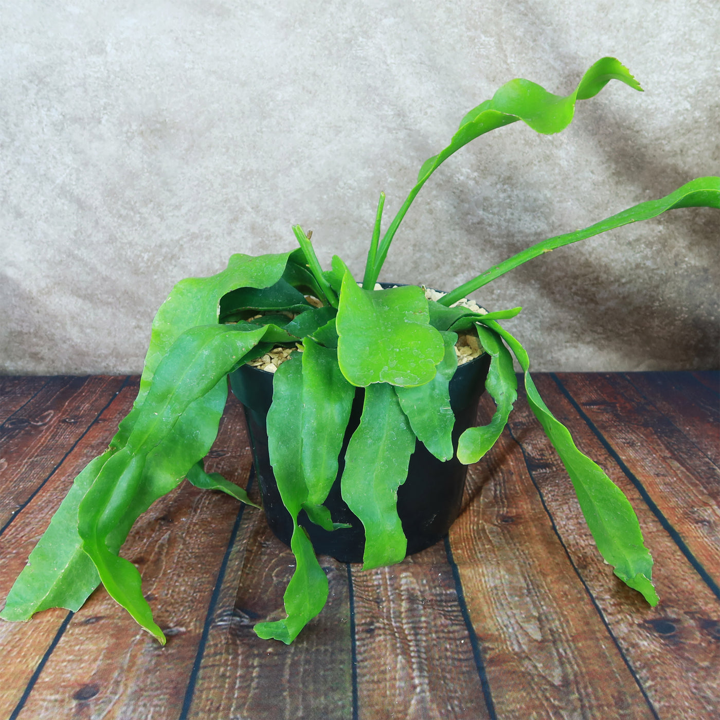 Queen of the Night ‘Epiphyllum oxypetalum’