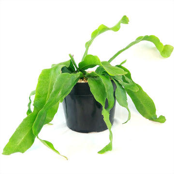 best fertilizer for queen of the night plant Shop 'Queen of the Night – Epiphyllum oxypetalum' Care & Growing Guide
