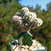 Nellie Cory Cactus &