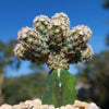 Nellie Cory Cactus &