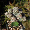 Nellie Cory Cactus &