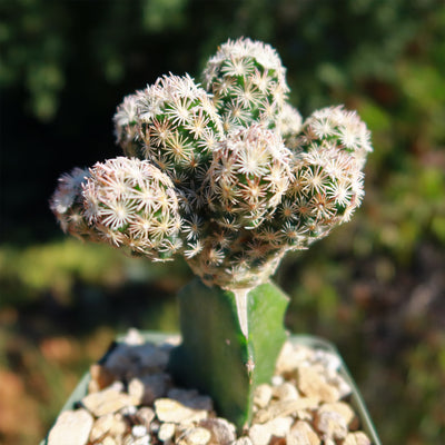 Nellie Cory Cactus 'Escobaria minima grafted'