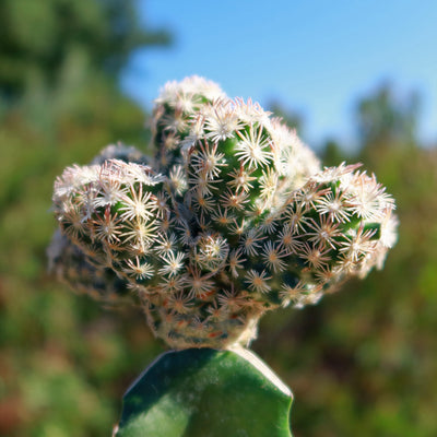 Nellie Cory Cactus 'Escobaria minima grafted'