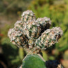 Nellie Cory Cactus &