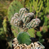 Nellie Cory Cactus &