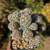 Nellie Cory Cactus &