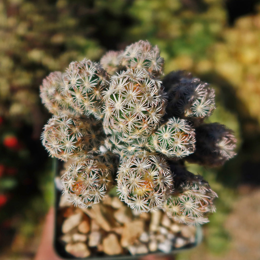 Nellie Cory Cactus &