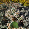 Nellie Cory Cactus &