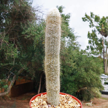 cactus growth rate Espostoa churinensis