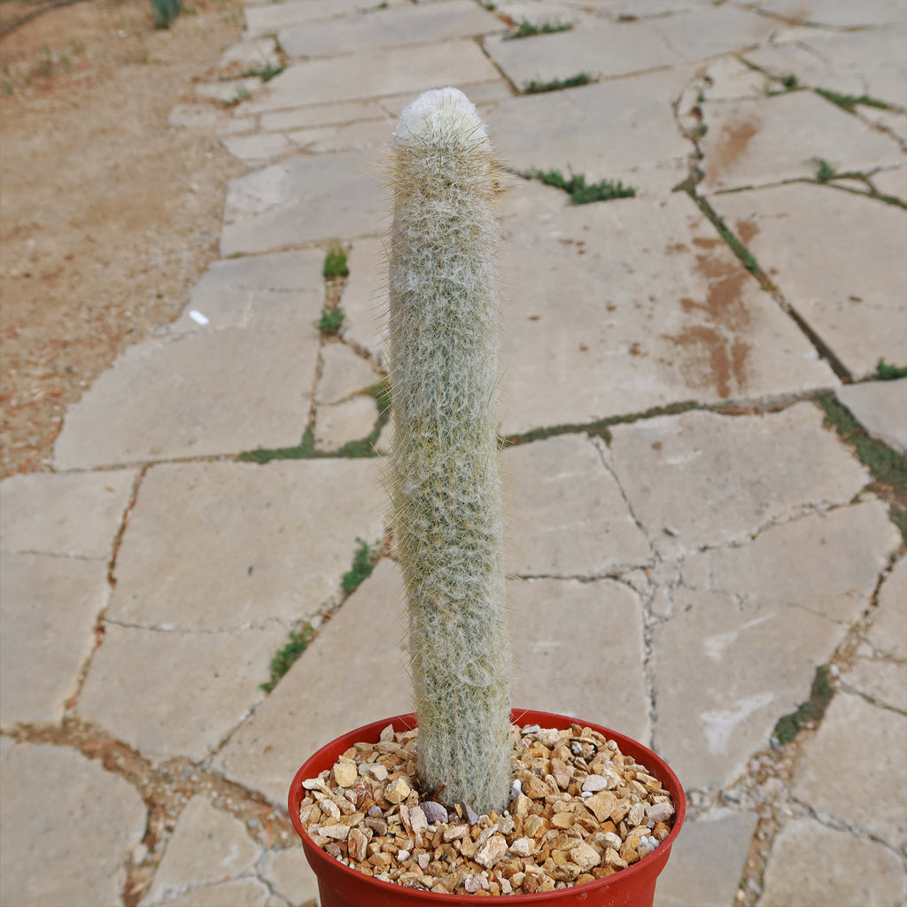 Espostoa churinensis