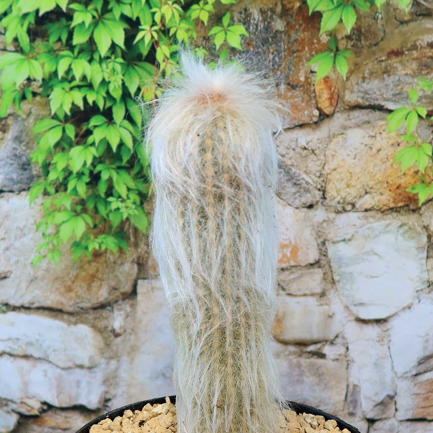 Espostoa lanata peruvian old man – Planet Desert