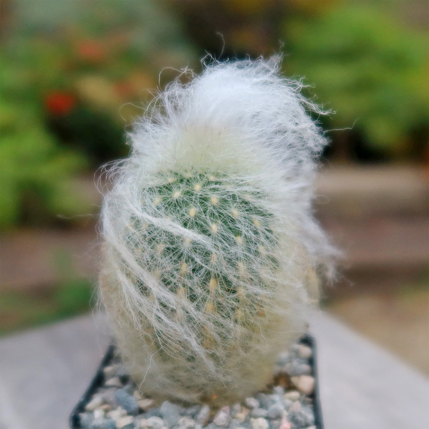 Espostoa lanata peruvian old man