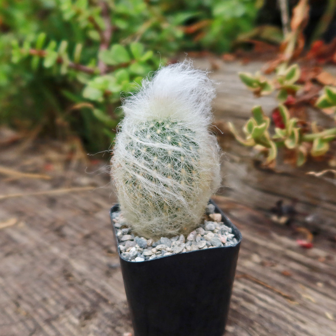 Espostoa lanata peruvian old man