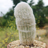 Peruvian Old Lady Cactus - Espostoa melanostele