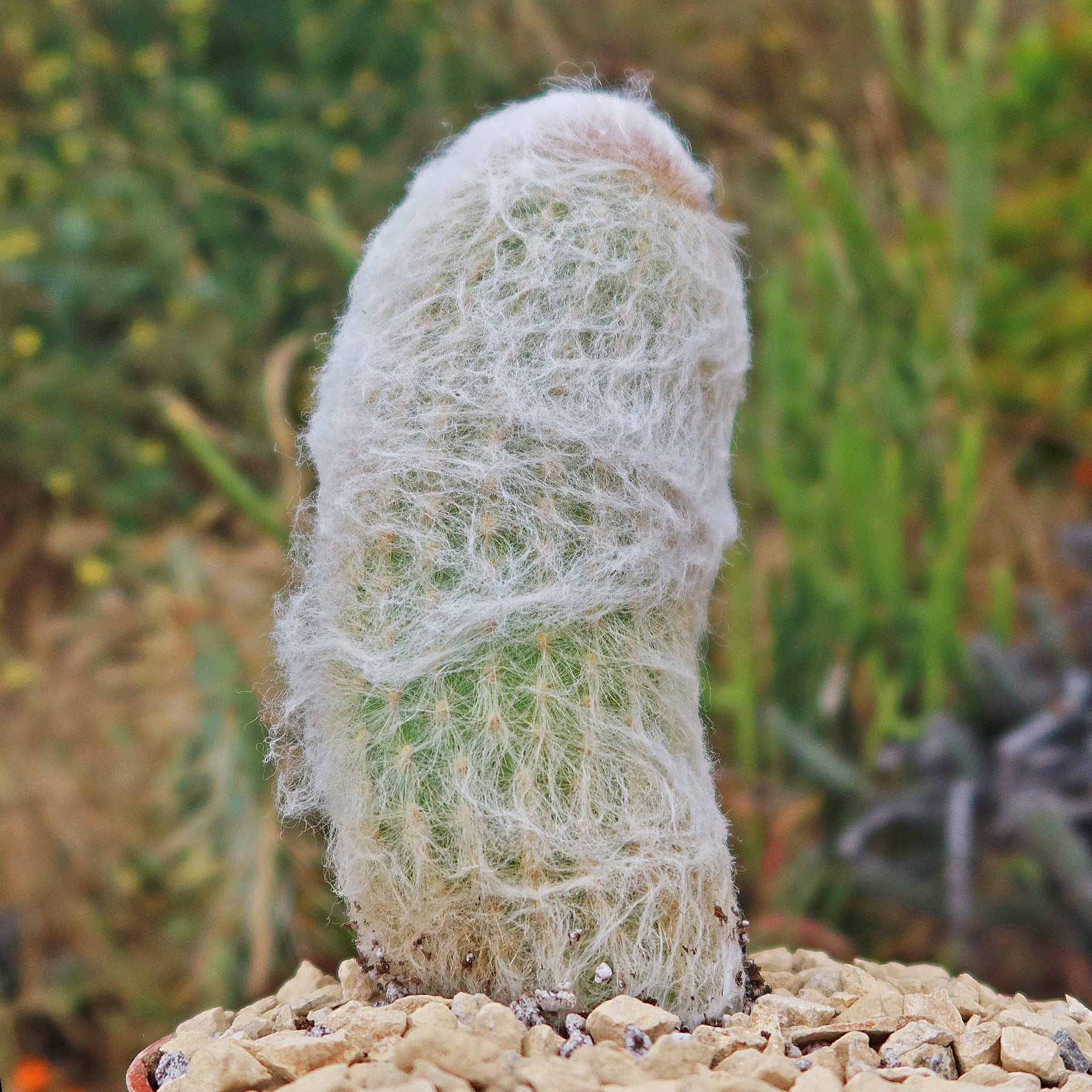 Peruvian Old Lady Cactus - Espostoa melanostele