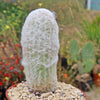 Peruvian Old Lady Cactus - Espostoa melanostele