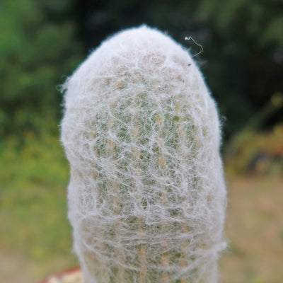 Peruvian Old Lady Cactus - Espostoa melanostele